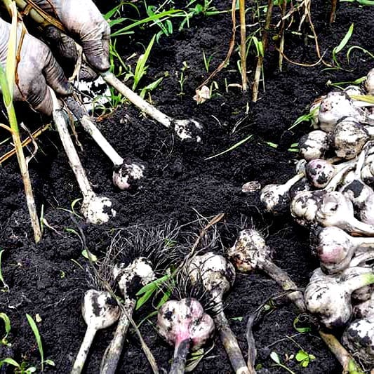 Harvest garlic