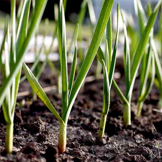 Monitor growth of garlic