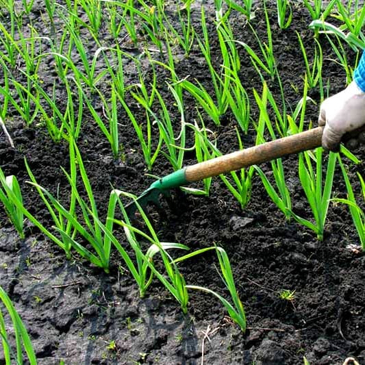 Mulch around garlic