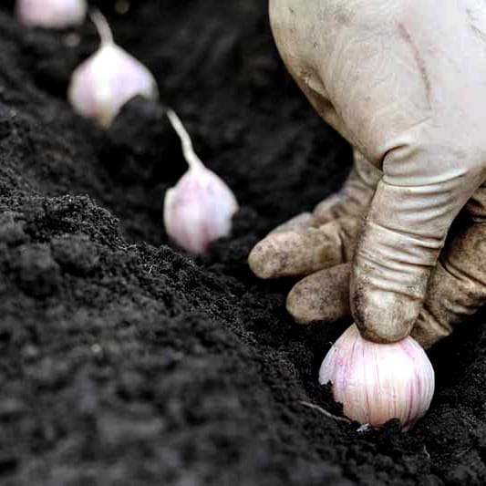 Planting garlic