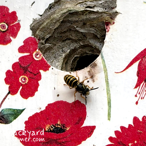 wasp at the entrance of its nest