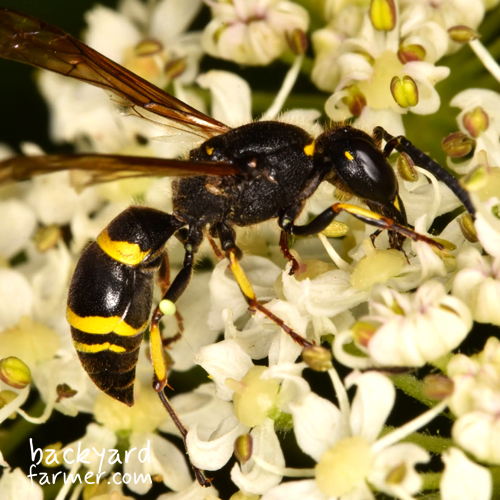 wasp feeding on sugary plant
