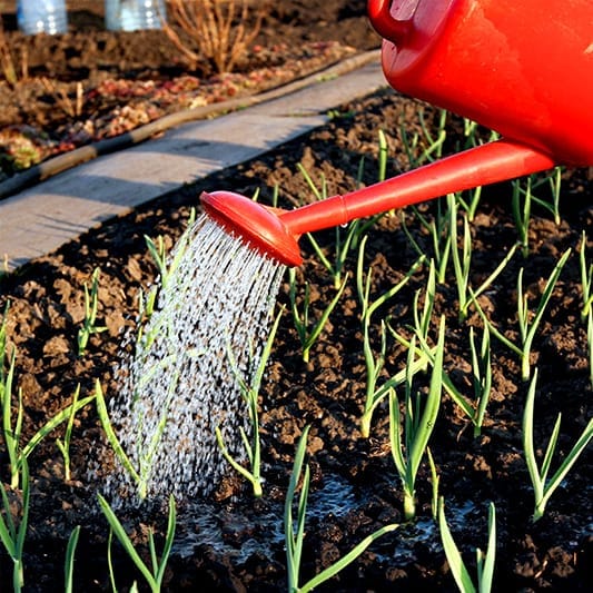 Watering garlic