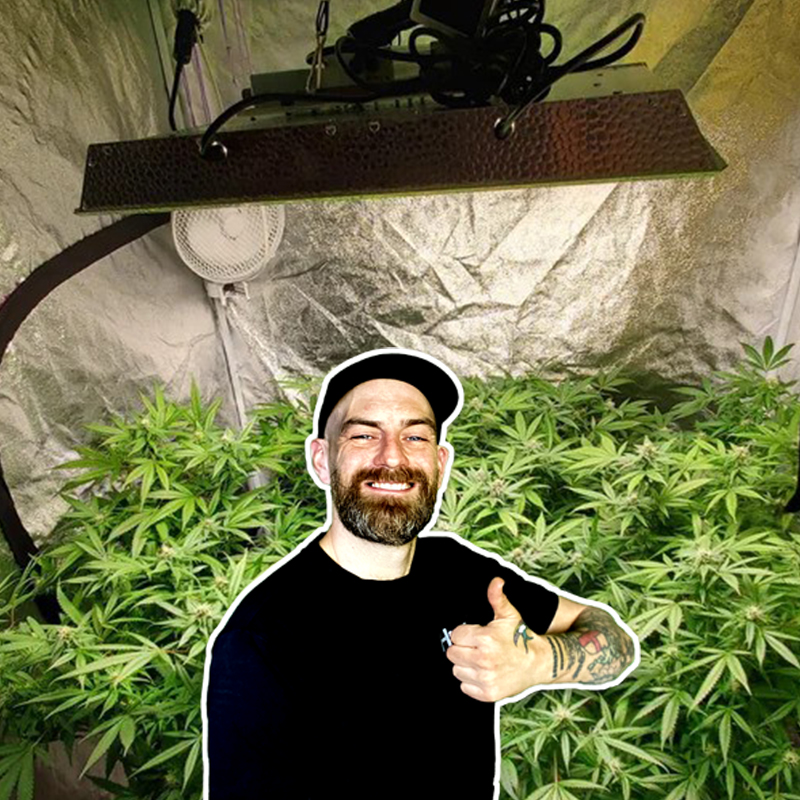 Smiling indoor gardener giving a thumbs-up under budget-friendly LED grow light above lush green cannabis plants