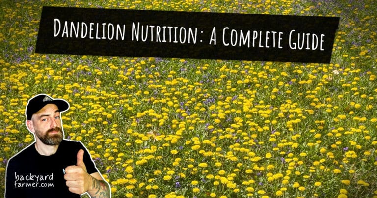 dandelion nutrition