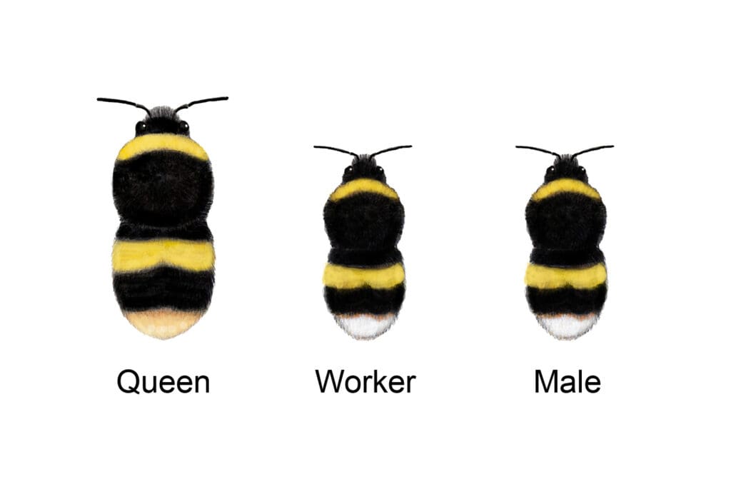 buff tailed bumble bee