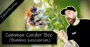 Common Carder Bee Bombus pascuorum
