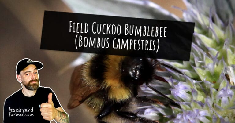 Field Cuckoo Bumblebee: A Complete Guide to Bombus campestris