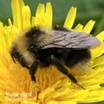 Great Yellow Bumblebee Identification Guide UK