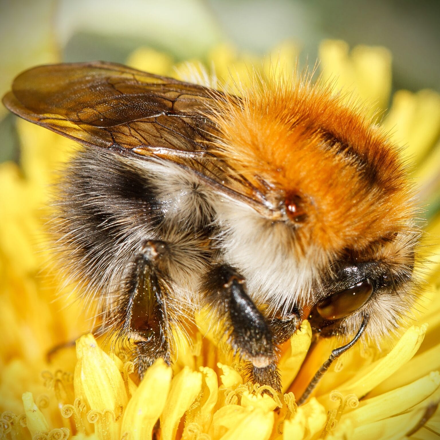 The Common Carder Bee Bombus Pascuorum Identification