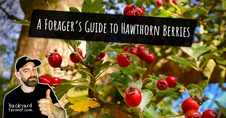 A Forager’s Guide to Hawthorn Berries