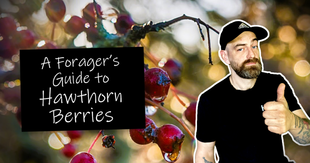 A Foragers guide to Hawthorn berries