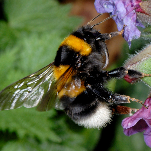 Bombus ruderatus female large garden bumblebee