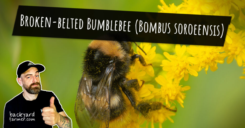 Broken-belted Bumblebee (Bombus soroeensis)