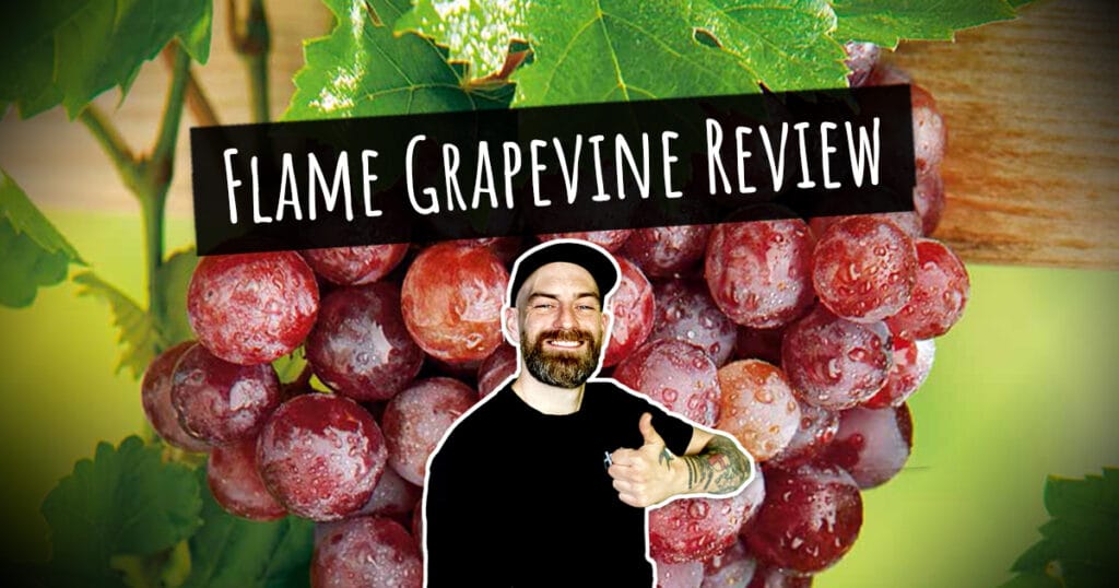 Flame Grapevine review