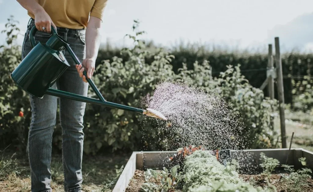 Haws watering cans