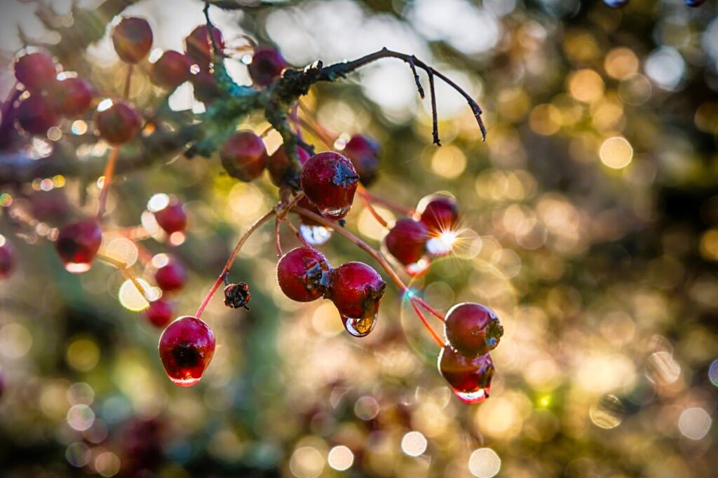 Hawthorn berries