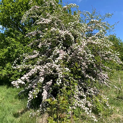 Hawthorn tree branches heavy with red berries in late summer – foraging during peak season