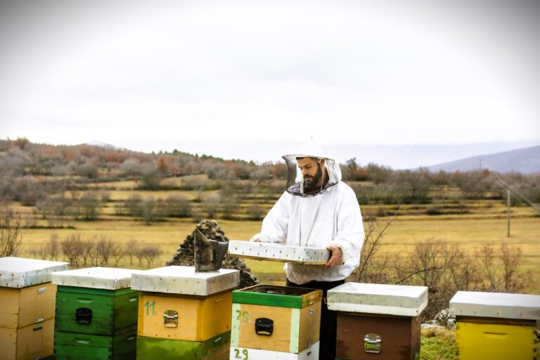 Winter bee feeding