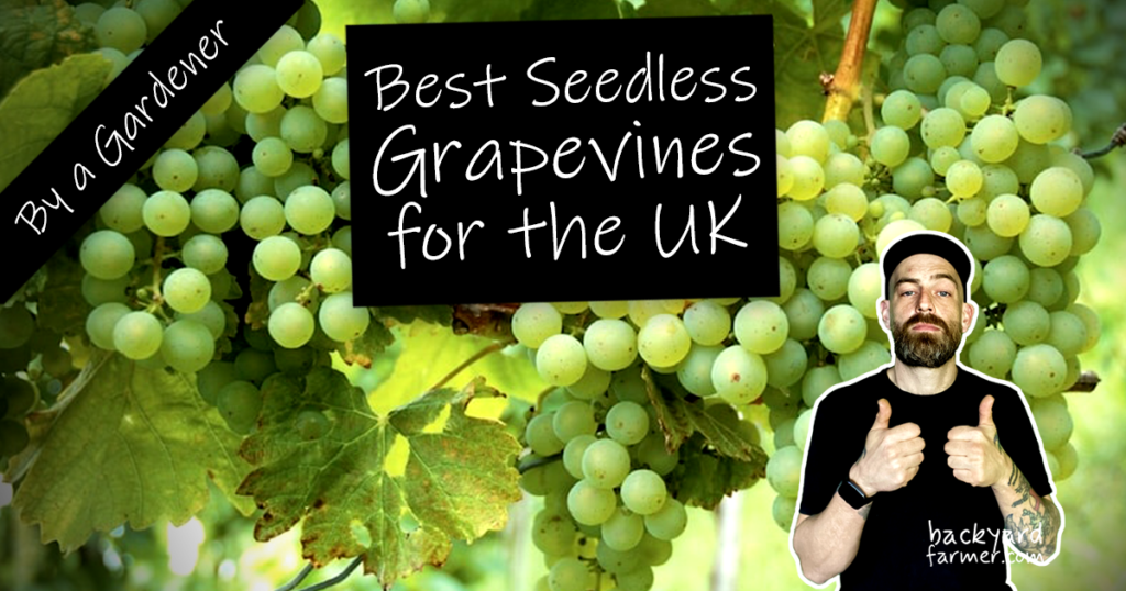 best grapevines for the UK