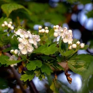 hawthorn flowers