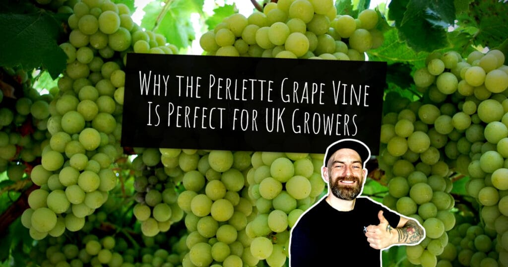Why the Perlette Grape Vine Is Perfect for UK Growers