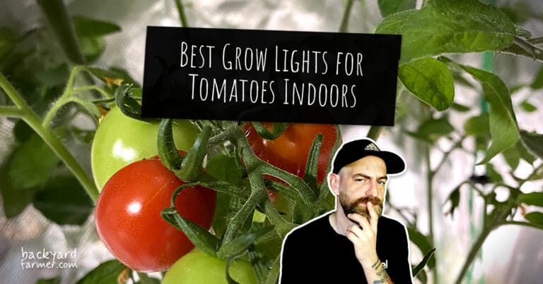 Best grow lights for tomatoes indoors – article header with tomato plant and gardening expert