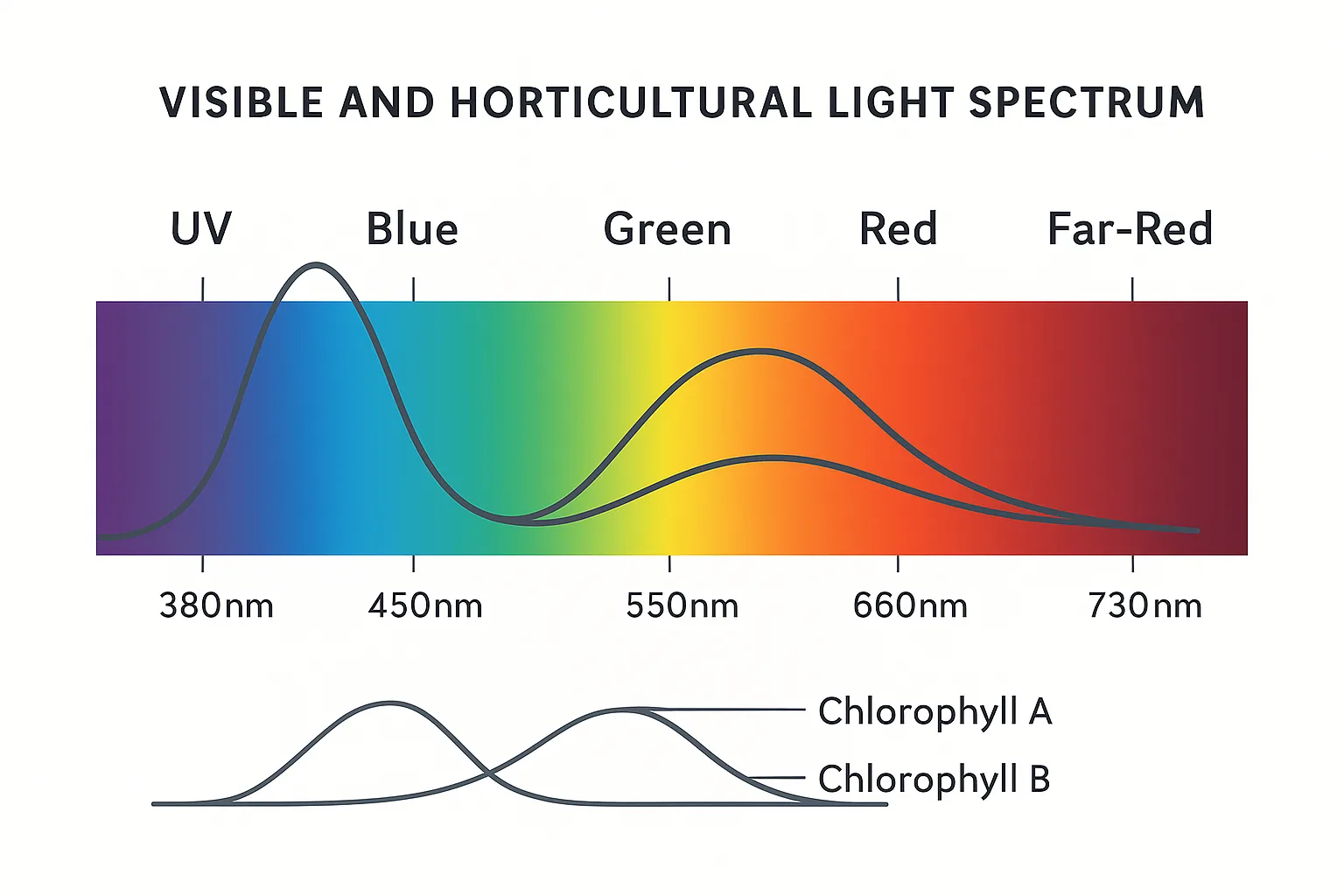 Clean scientific illustration of the visible light spectrum used by LED grow lights, showing a smooth transition from ultraviolet to far-red wavelengths on a plain white background.