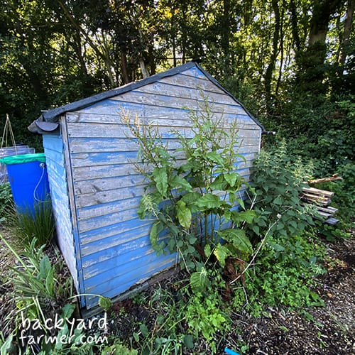 water butt and shed on my allotment