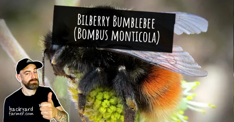 Bilberry Bumblebee (Bombus monticola)