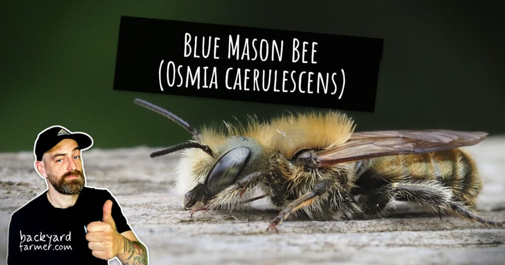 Blue Mason Bee (Osmia caerulescens)
