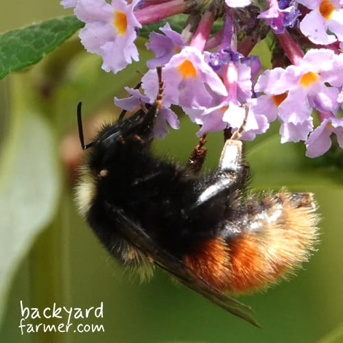 Bombus monticola Queen bilberry bumblebee