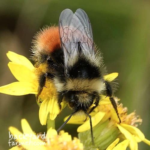 Bombus monticola male bilberry bumblebee