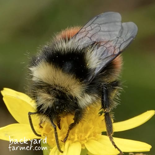 Bombus monticola male