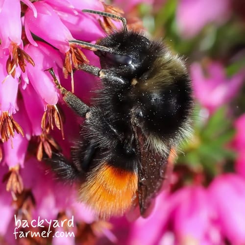 Bombus monticola queen