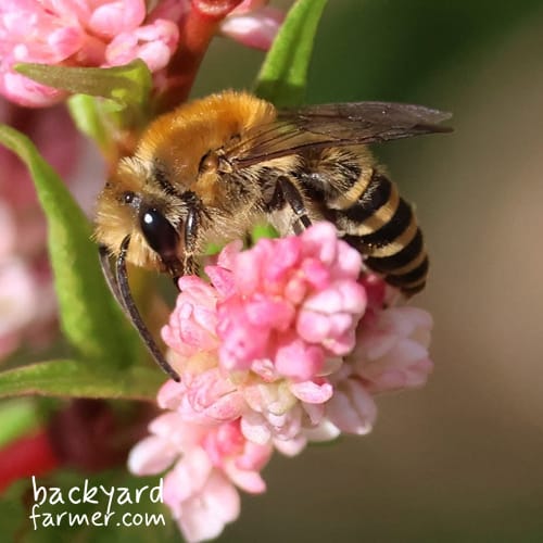 Colletes hederae male ivy mining bee on flower