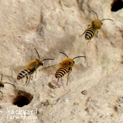 Colletes hederae male ivy mining bee