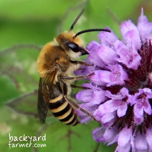 Colletes hederae male