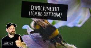 Cryptic bumblebee (Bombus cryptarum)
