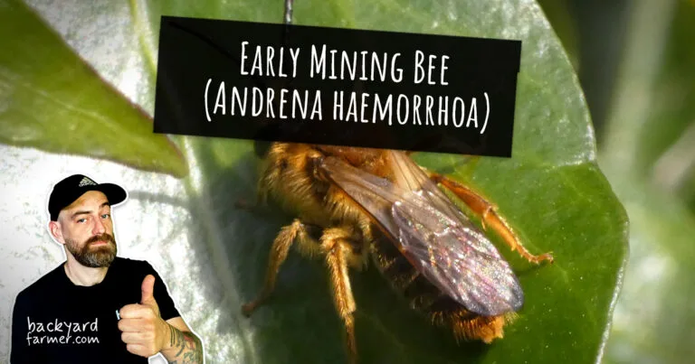 Early Mining Bee (Andrena haemorrhoa)