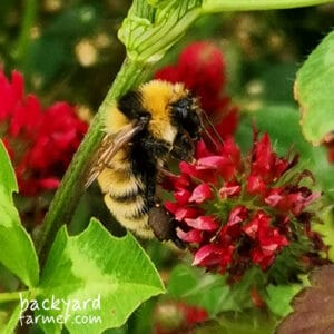 Great Yellow Bumblebee Identification Guide UK