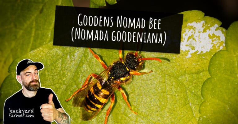 Goodens Nomad Bee (Nomada goodeniana)