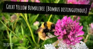 Great Yellow Bumblebee (Bombus distinguendus)