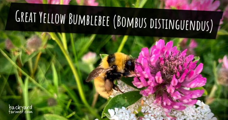 Great Yellow Bumblebee (Bombus distinguendus)