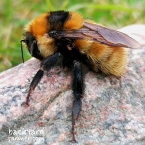 Great Yellow Bumblebee Identification Guide UK