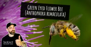 Green Eyed Flower Bee (Anthophora bimaculata)