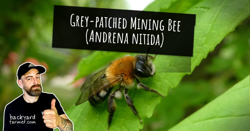 Grey-patched Mining Bee (Andrena nitida)