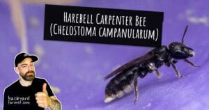 Harebell Carpenter Bee (Chelostoma campanularum)