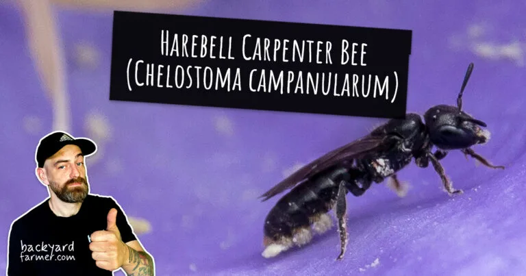 Harebell Carpenter Bee (Chelostoma campanularum)