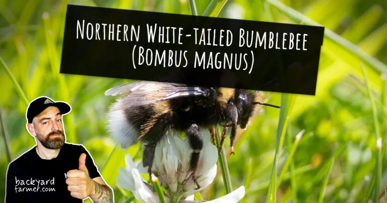 Northern White-tailed Bumblebee (Bombus magnus)